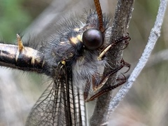 Ascaloptynx appendiculata