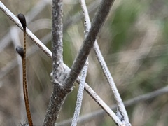 Ascaloptynx appendiculata