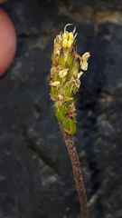 Plantago coronopus