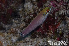 Halichoeres melasmapomus