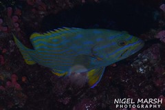 Cephalopholis polleni