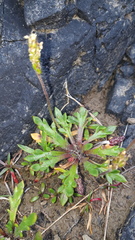 Plantago coronopus