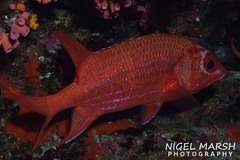 Sargocentron tiere