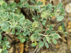 Medicago rigidula