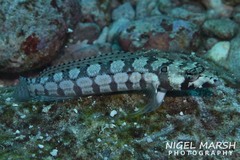 Parapercis tetracantha