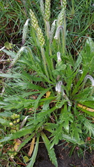 Plantago coronopus