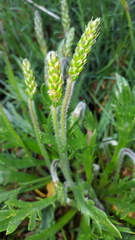 Plantago coronopus