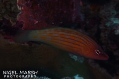 Pseudocheilinus octotaenia