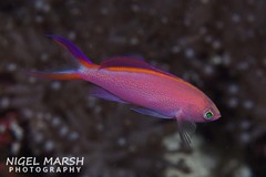 Pyronotanthias smithvanizi