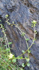 Cochlearia danica