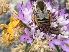 Amegilla quadrifasciata