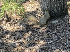 Sciurus niger