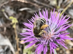 Amegilla quadrifasciata