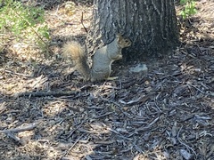 Sciurus niger