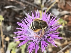 Amegilla quadrifasciata