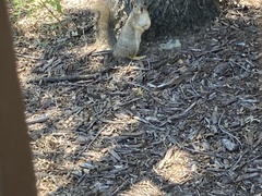 Sciurus niger