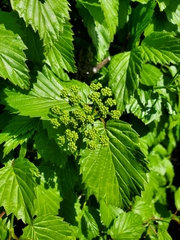 Viburnum