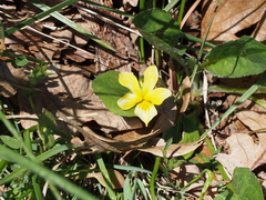 Viola praemorsa linguifolia