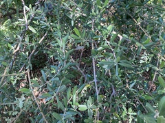 Olea europaea