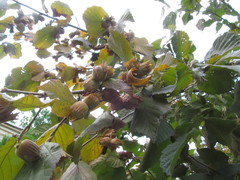 Corylus maxima