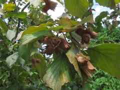 Corylus maxima