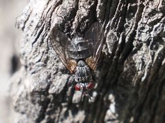 Triarthria setipennis