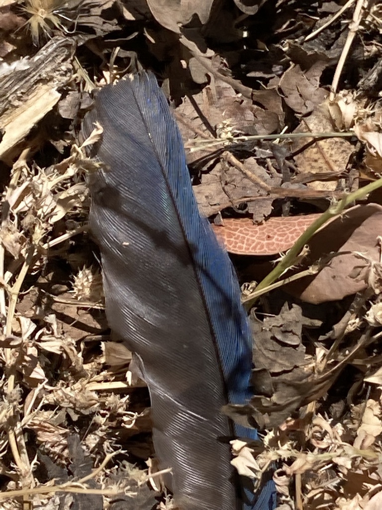 California ScrubJay from Vacaville, CA, US on May 27, 2022 at 0118 PM