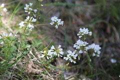 Noccaea goesingensis