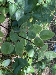 Toxicodendron diversilobum