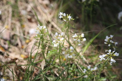 Noccaea goesingensis