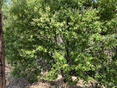 Ligustrum lucidum