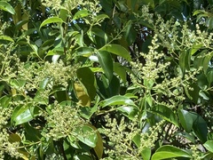 Ligustrum lucidum
