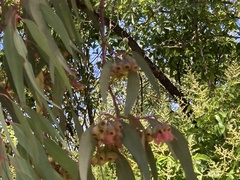 Eucalyptus sideroxylon