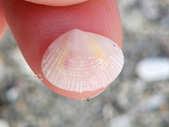 Semele bellastriata