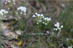 Noccaea goesingensis