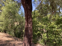 Eucalyptus sideroxylon