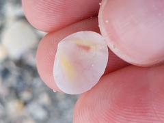 Semele bellastriata