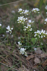 Noccaea goesingensis