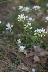 Noccaea goesingensis