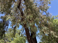 Eucalyptus sideroxylon