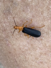 Podabrus fayi