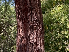 Eucalyptus sideroxylon