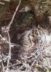 Toxostoma curvirostre