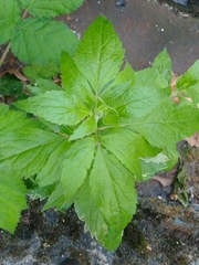 Eupatorium cannabinum