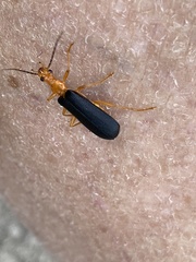 Podabrus fayi