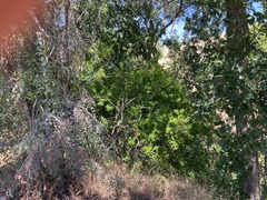 Punica granatum