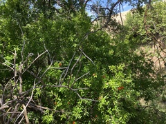 Punica granatum