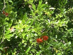 Punica granatum