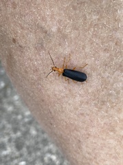 Podabrus fayi