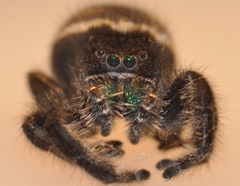 Phidippus johnsoni